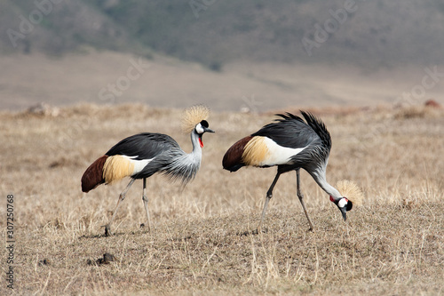 Grey Crowned Crane in africa