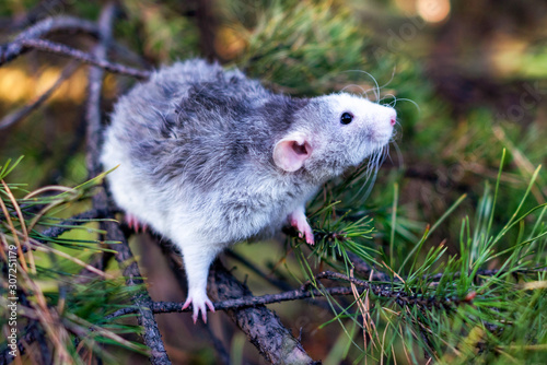 A cute rat dumbo on fir branch in a forest. Symbol of the New Year. © Marina