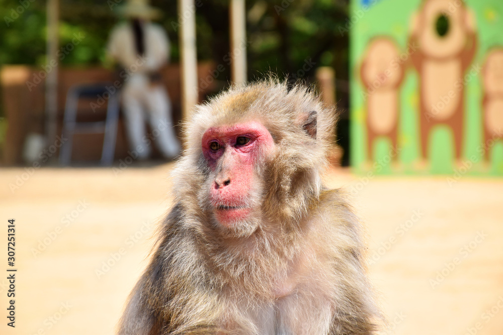 Naklejka premium Old and wise Japanese macaque (snow monkey, macaca fuscata) sitting on a stool above the other monkeys, surveying the grounds, Arashiyama Monkey Park Iwatayama, Kyoto, Japan