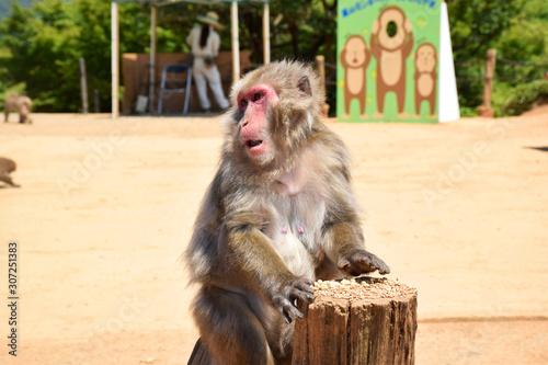 Old and wise Japanese macaque (snow monkey, macaca fuscata) eating nuts while sitting on a stool above the other monkeys and surveying the grounds, Arashiyama Monkey Park Iwatayama, Kyoto, Japan © Andy