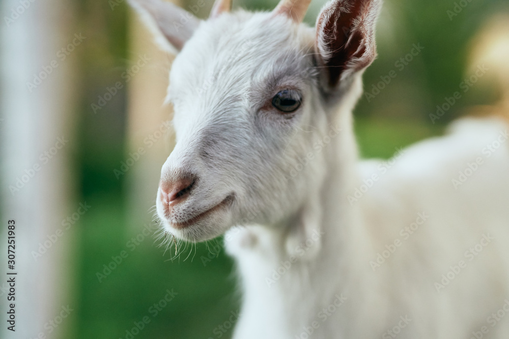 portrait of a goat