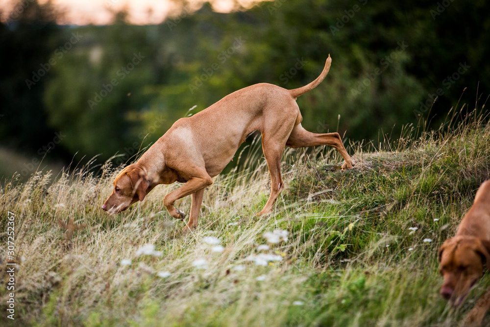 Vizla dog walking on a meadow, sniffing ground. Vizla dog walking on a meadow, sniffing ground.