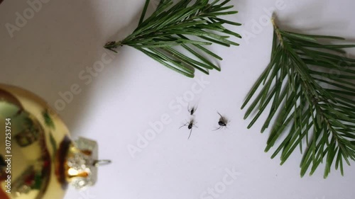 Christmas Tree Bugs. The main insects at Christmas tree photo