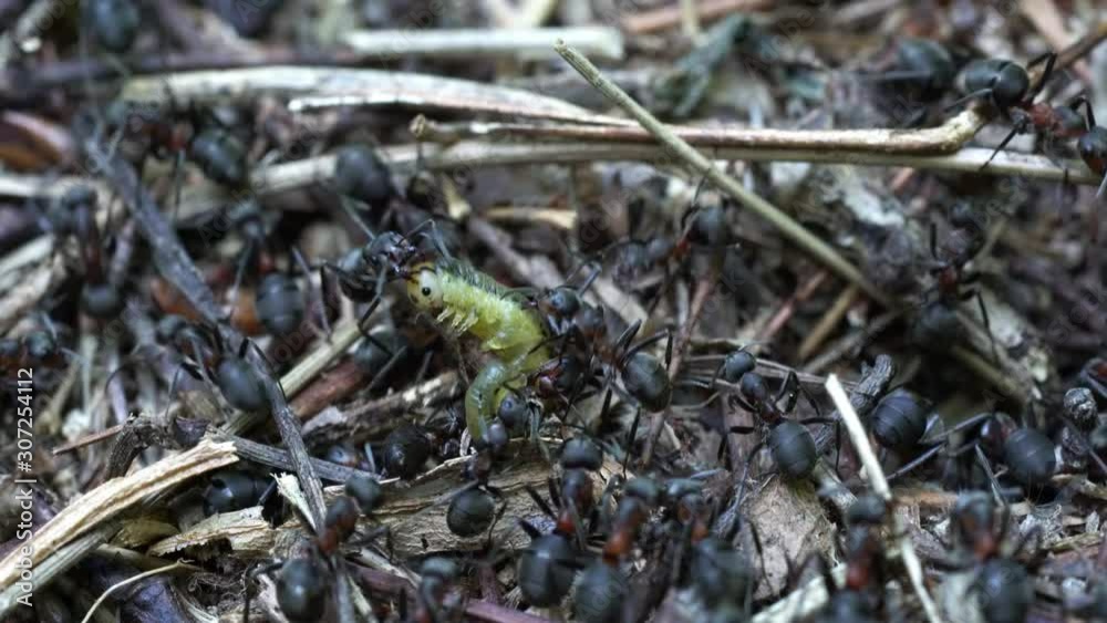 Ants attack butterfly larvae on anthill - (4K) Ants attack butterfly larvae on anthill - (4K)