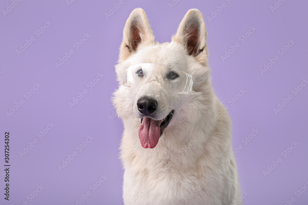 Cute funny dog with glasses on color background