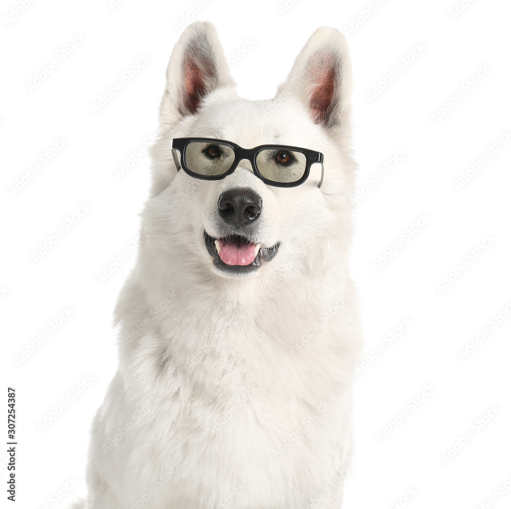 Cute funny dog with glasses on white background Cute funny dog with glasses on white background