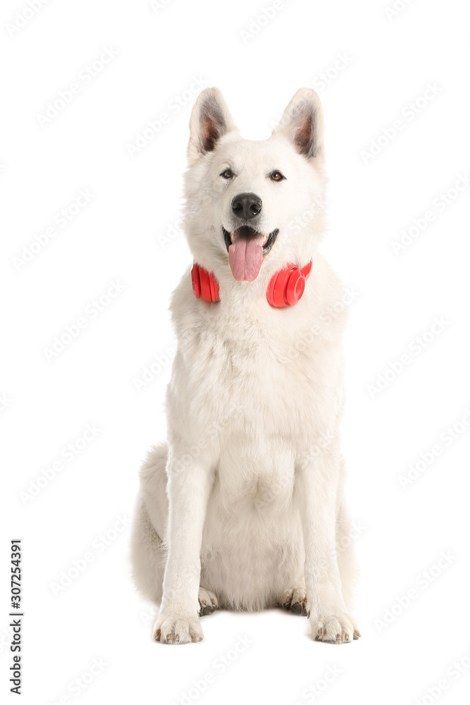 Cute funny dog with headphones on white background