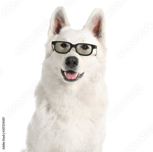 Cute funny dog with glasses on white background