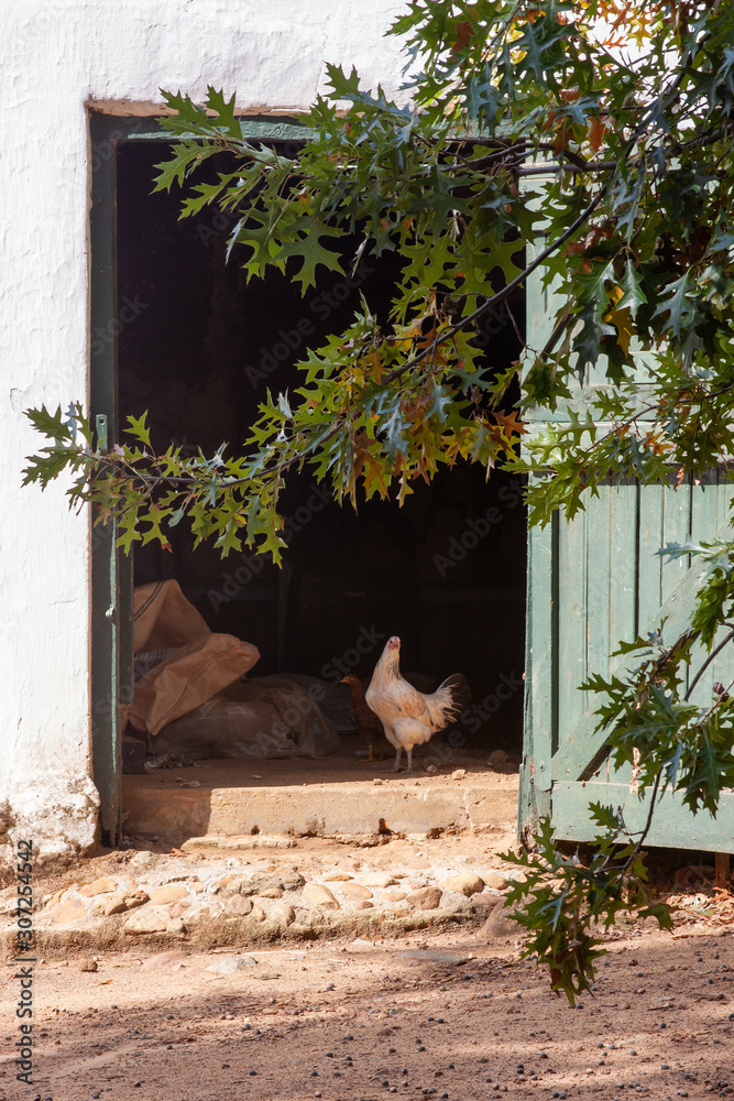 Fototapeta premium Farm scene with chickens in an open doorway