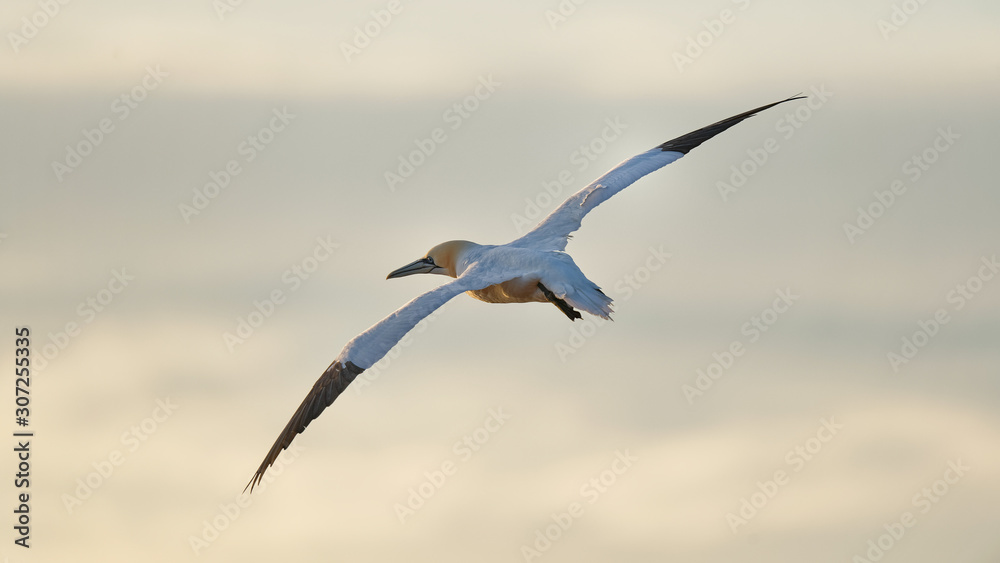 Fototapeta premium Basstölpel Flugprofil mit schmalen Schwingen, Helgoland