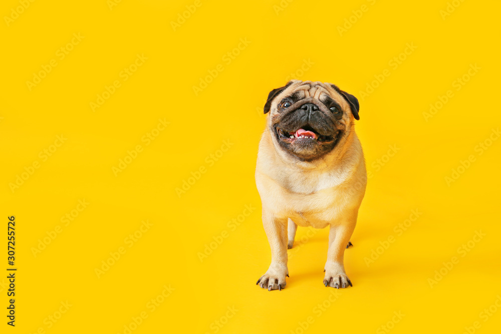 Cute pug dog on color background