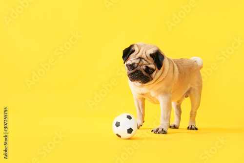 Fototapeta Naklejka Na Ścianę i Meble -  Cute pug dog with toy ball on color background