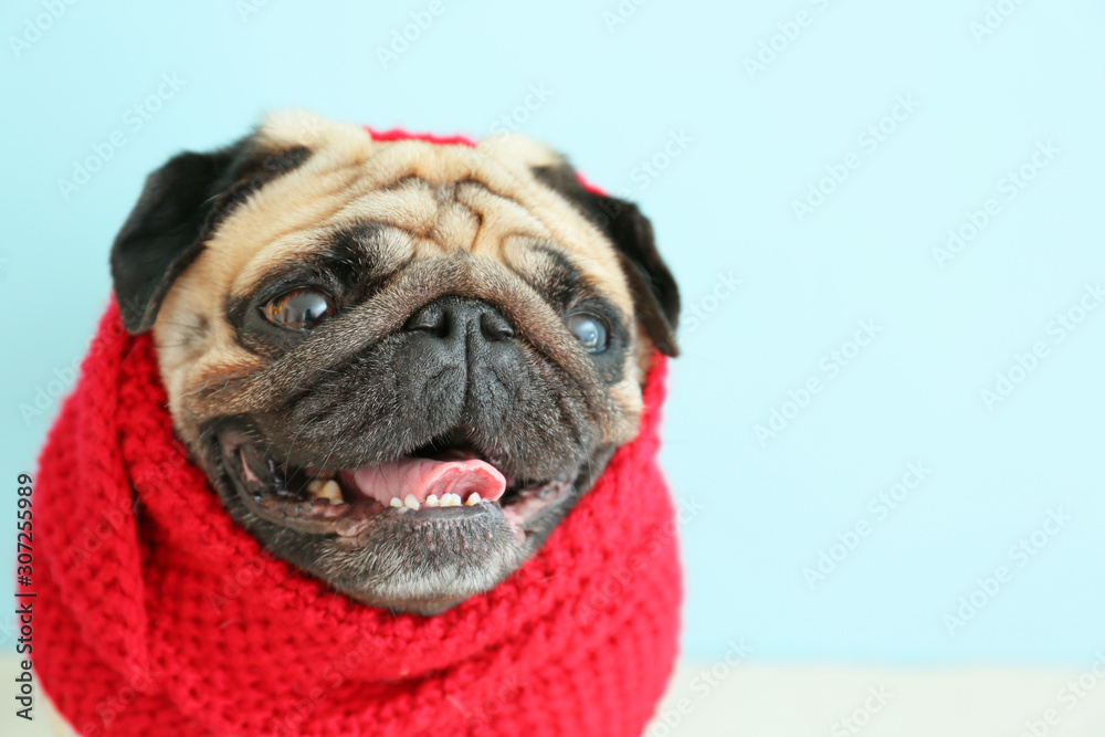 Cute pug dog wrapped in warm scarf on color background