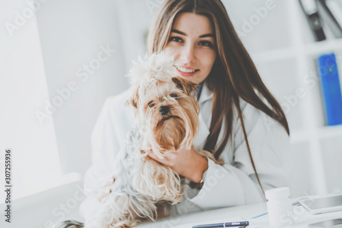 Veterinarian doctor and a york terrier at vet clinic. photo