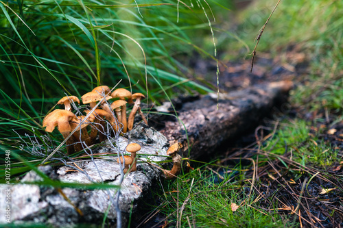 Group of tiny mushroom growing from old dead wooden log, surrounded by green grass