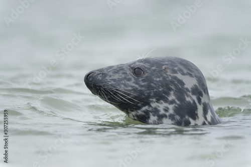 Robbenkopf im Wasser guckt neugierig zur Seite, Düne Helgoland © LarsSchmidtEisenlohr