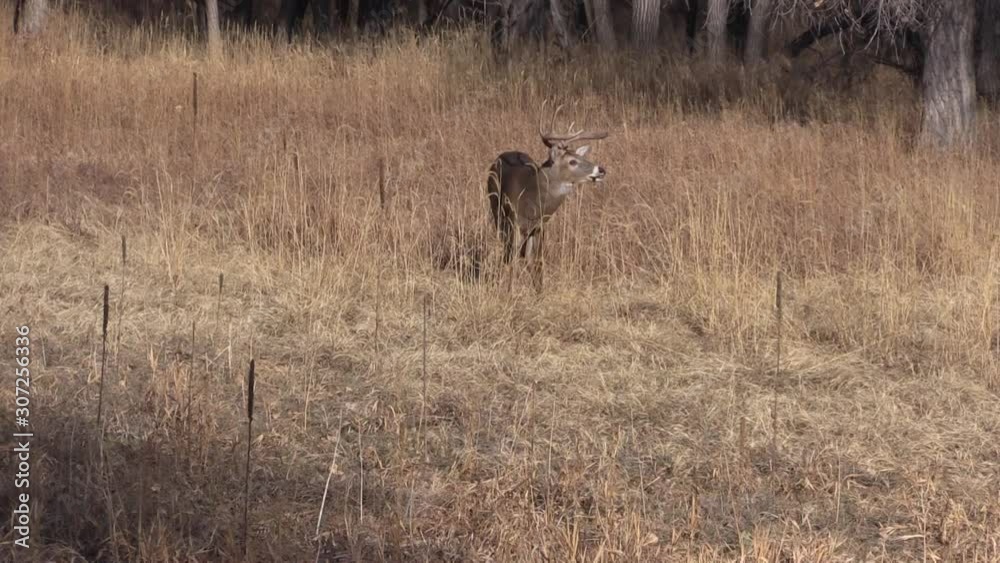 Whitetail Buck During the Fall Rut in Colorado