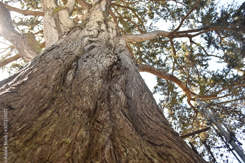 large tree