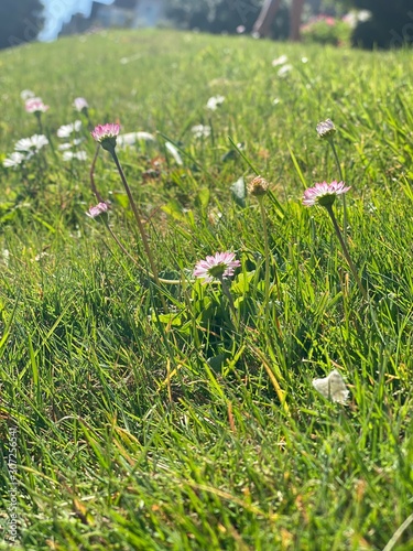 flowers that are daisies