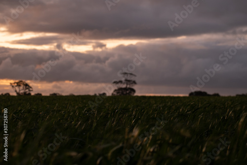 sunset over field