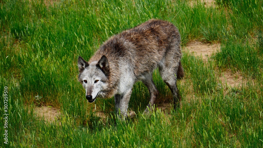 Fototapeta premium Wolf in the grass