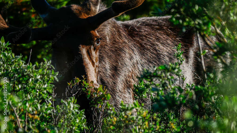 Bull Moose grazing high in the mountains Bull Moose grazing high in the mountains