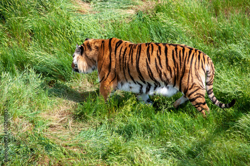 Large tiger in the grass