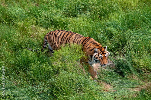 Large tiger in the grass