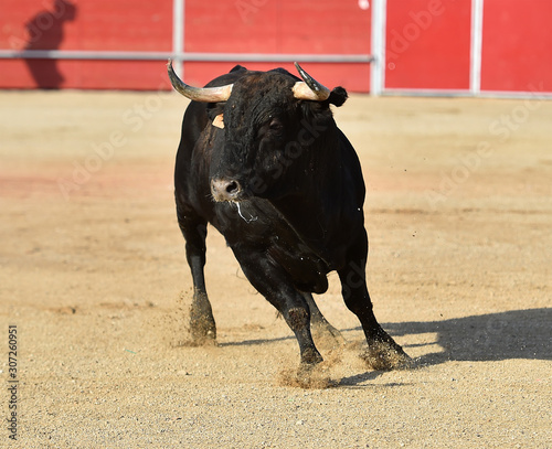 un fuerte toro con grandes cuernos en una plaza de toros