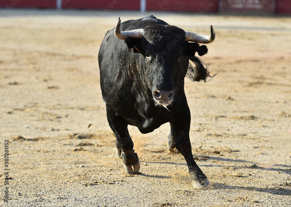 toro español en una plaza de toros toro español en una plaza de toros