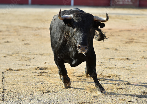 toro español en una plaza de toros 