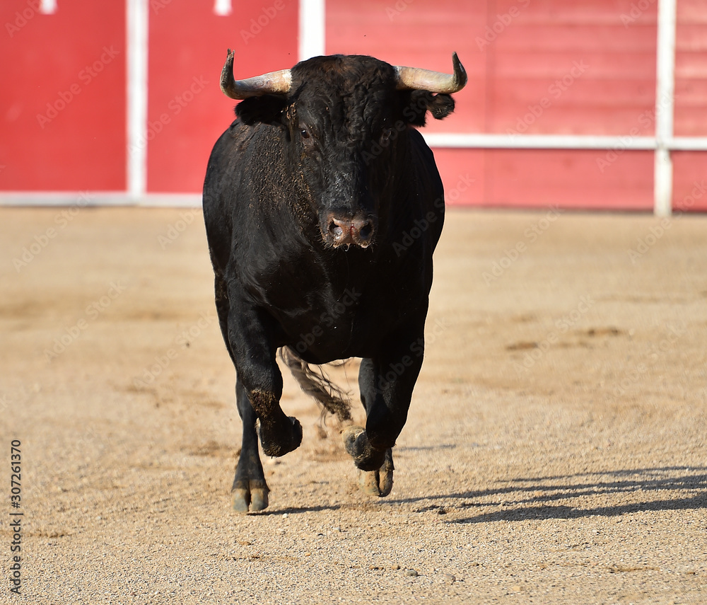 toro español en una plaza de toros toro español en una plaza de toros