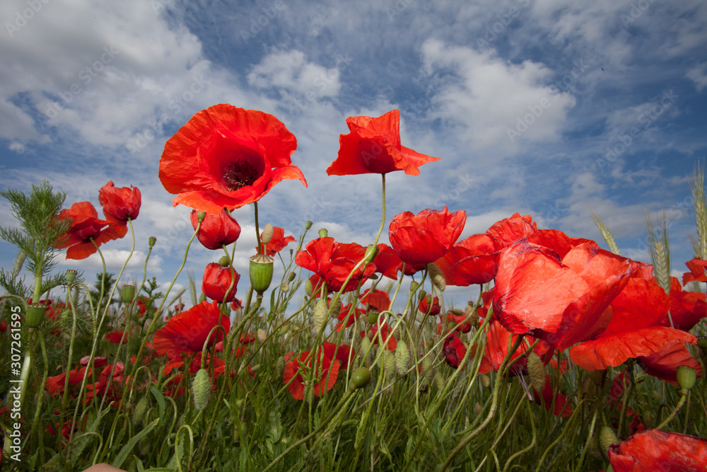 Obraz premium Klotschmohn