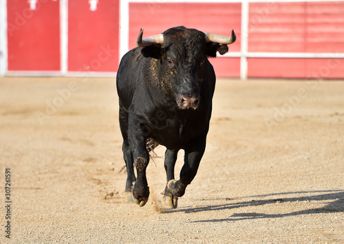 toro español corriendo en una plaza de toro con grandes cuernos