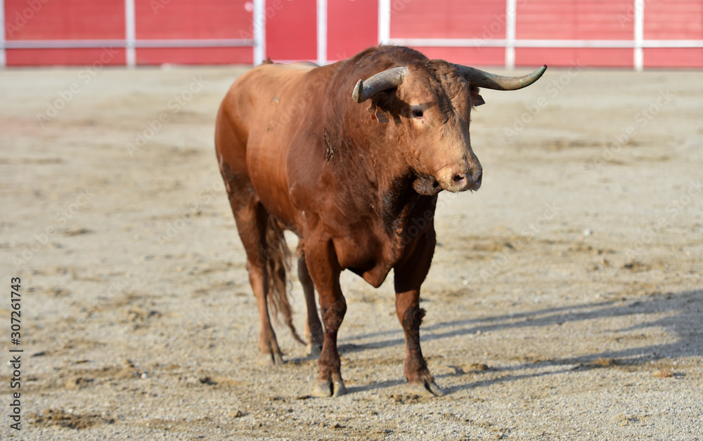 un fuerte toro con grandes cuernos en una plaza de toros un fuerte toro con grandes cuernos en una plaza de toros