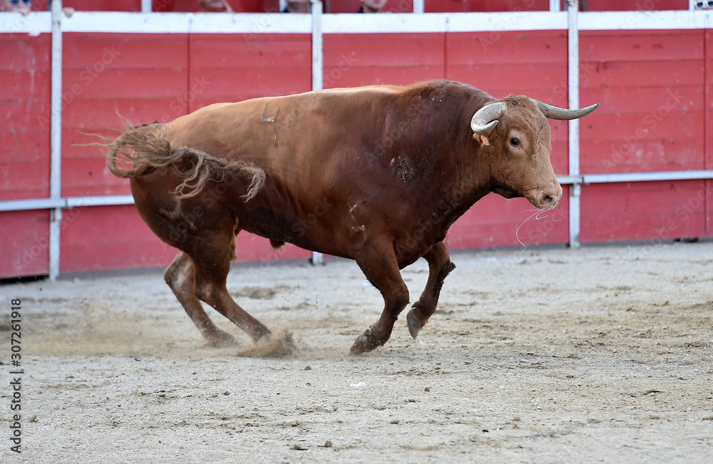 toro español corriendo en una plaza de toro con grandes cuernos toro español corriendo en una plaza de toro con grandes cuernos