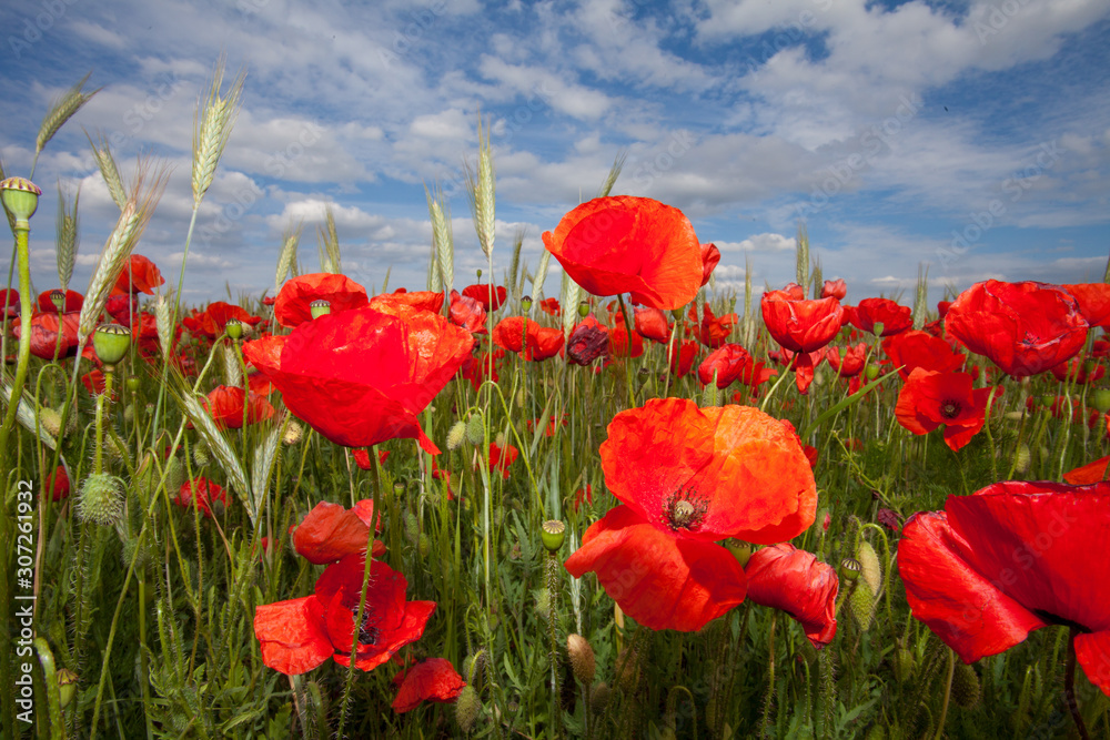 Klotschmohn Klotschmohn