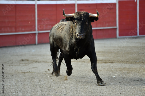 toro español corriendo en una plaza de toro con grandes cuernos