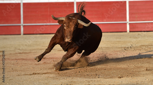 toro español en una plaza de toros 