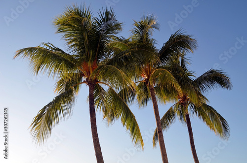 Three coconut palm trees against a blue sky background
