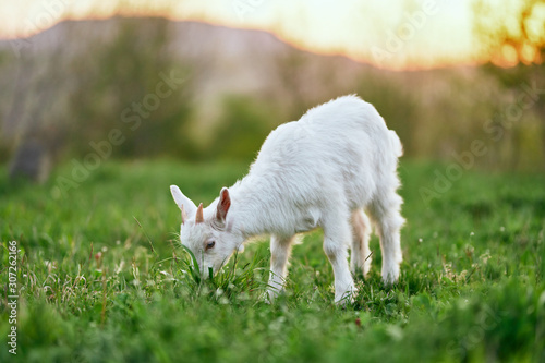 goat on green grass © SHOTPRIME STUDIO