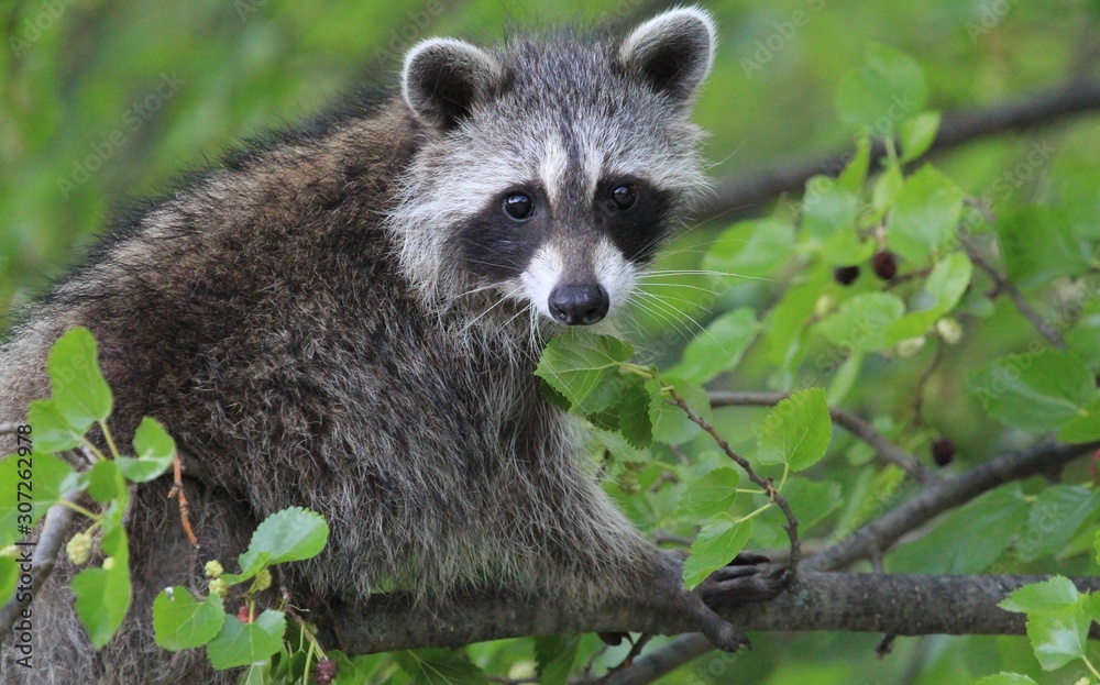 Fototapeta premium raccoon in tree with a smile