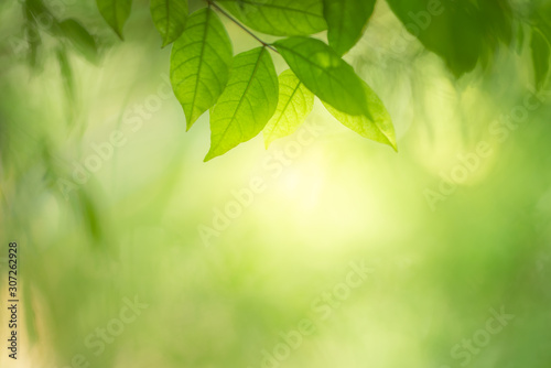 Closeup nature view of green leaf on blurred background with beautiful bokeh and copy space for text.