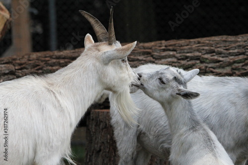 goat on a farm with a little kiss