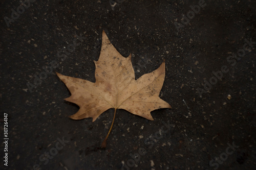 Autumn maple leaf on asphalt