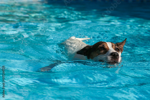 Canvas Print Low angle view of a Jack Russell Terrier dog swimming in a backyard swimming poo