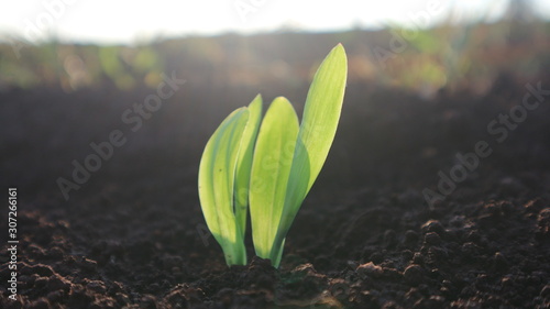 Corn seedlings with sunlight Thailand