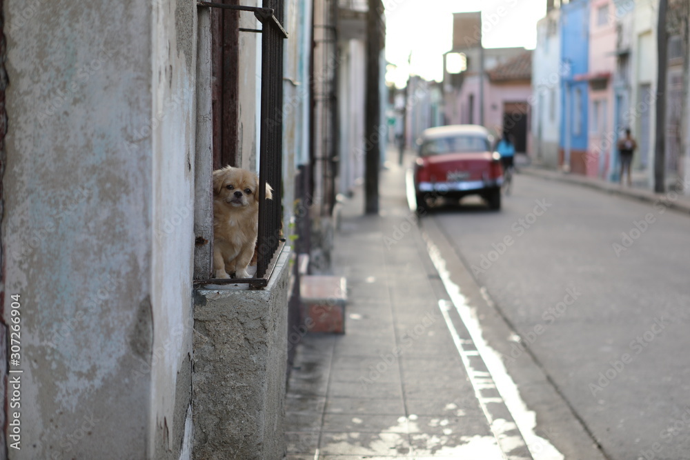 Kubas Straße mit Hund