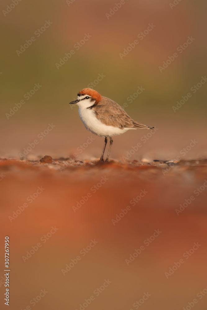 Red-capped Plover (Charadrius ruficapillus) Red-capped Plover (Charadrius ruficapillus)