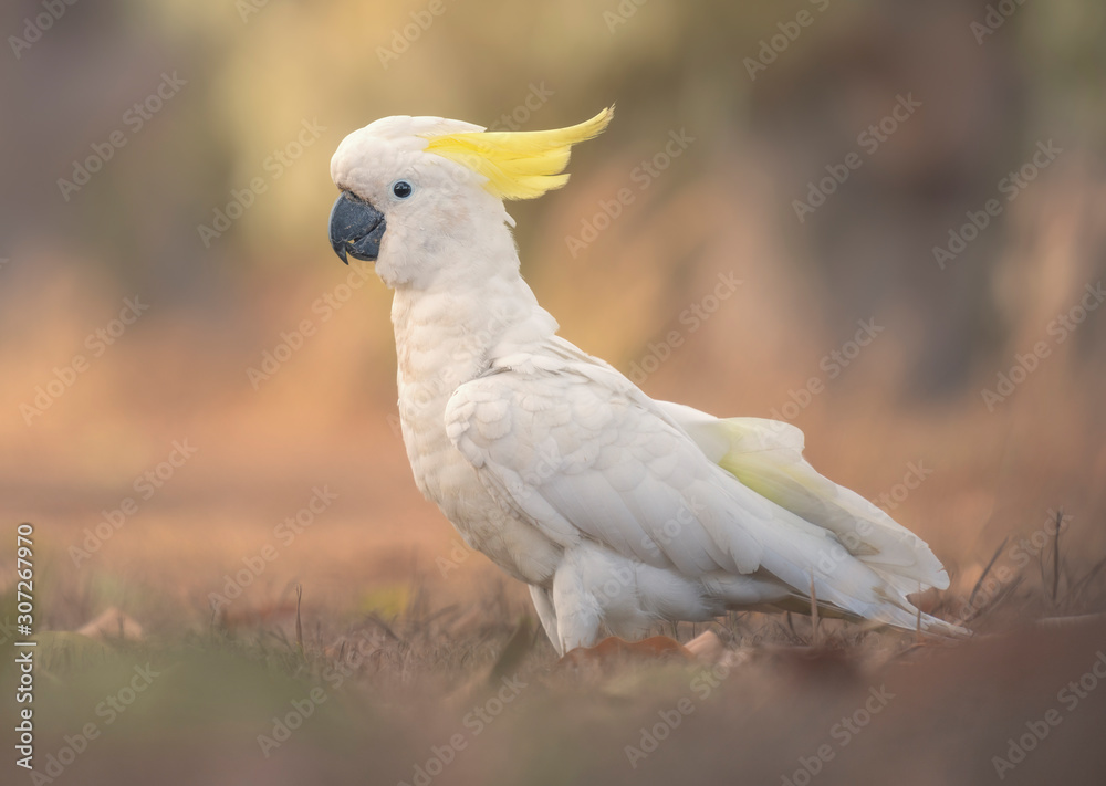 Wild sulphur crested cockatoo in Darwin, Australia Wild sulphur crested cockatoo in Darwin, Australia